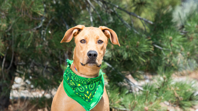 Mischlings Futter: Die beste Ernährung für deinen Mischlingshund