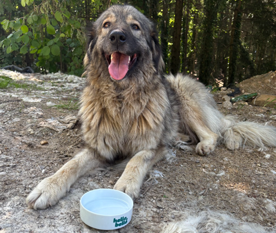 HelloBello Hilft im Einsatz: Tierschutz in Bosnien auf internationaler Ebene