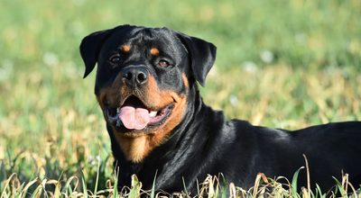 Das beste Futter für Rottweiler
