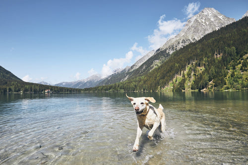 Hund und Hitze – ein gefährliches Duo
