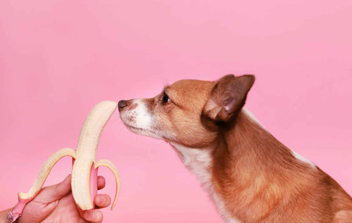 Dürfen Hunde Bananen essen? Vorteile, Risiken & Fütterungstipps