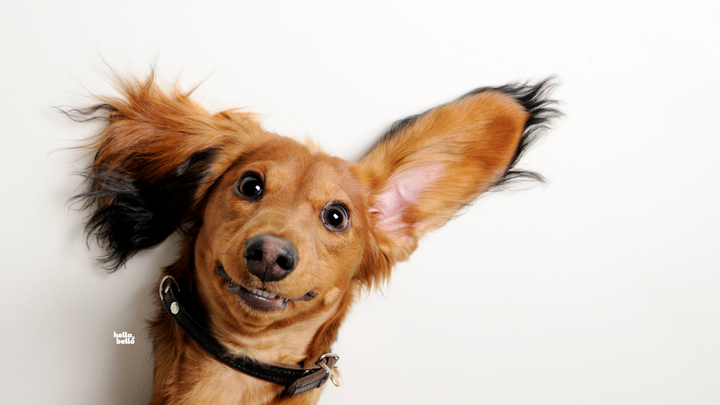 Hund mit großem Ohr