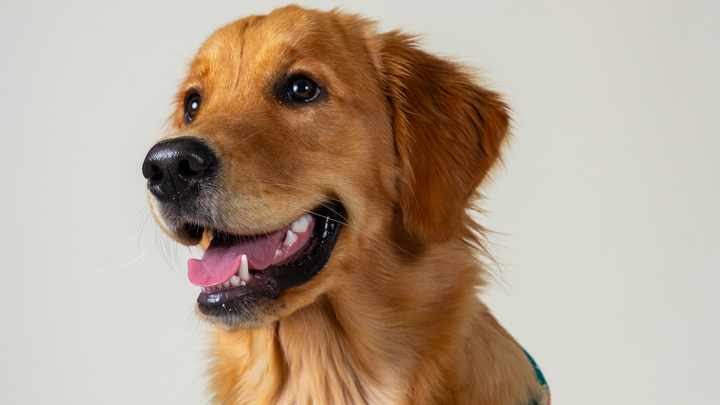 HelloBello brennenste Fragen über Hunde