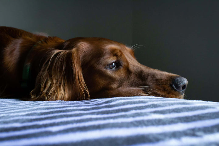 Magen Darm Hund liegt am Bett